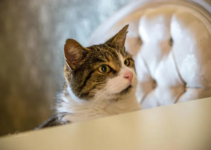 Harmony & Boutique 4* Drawsko Pomorskie